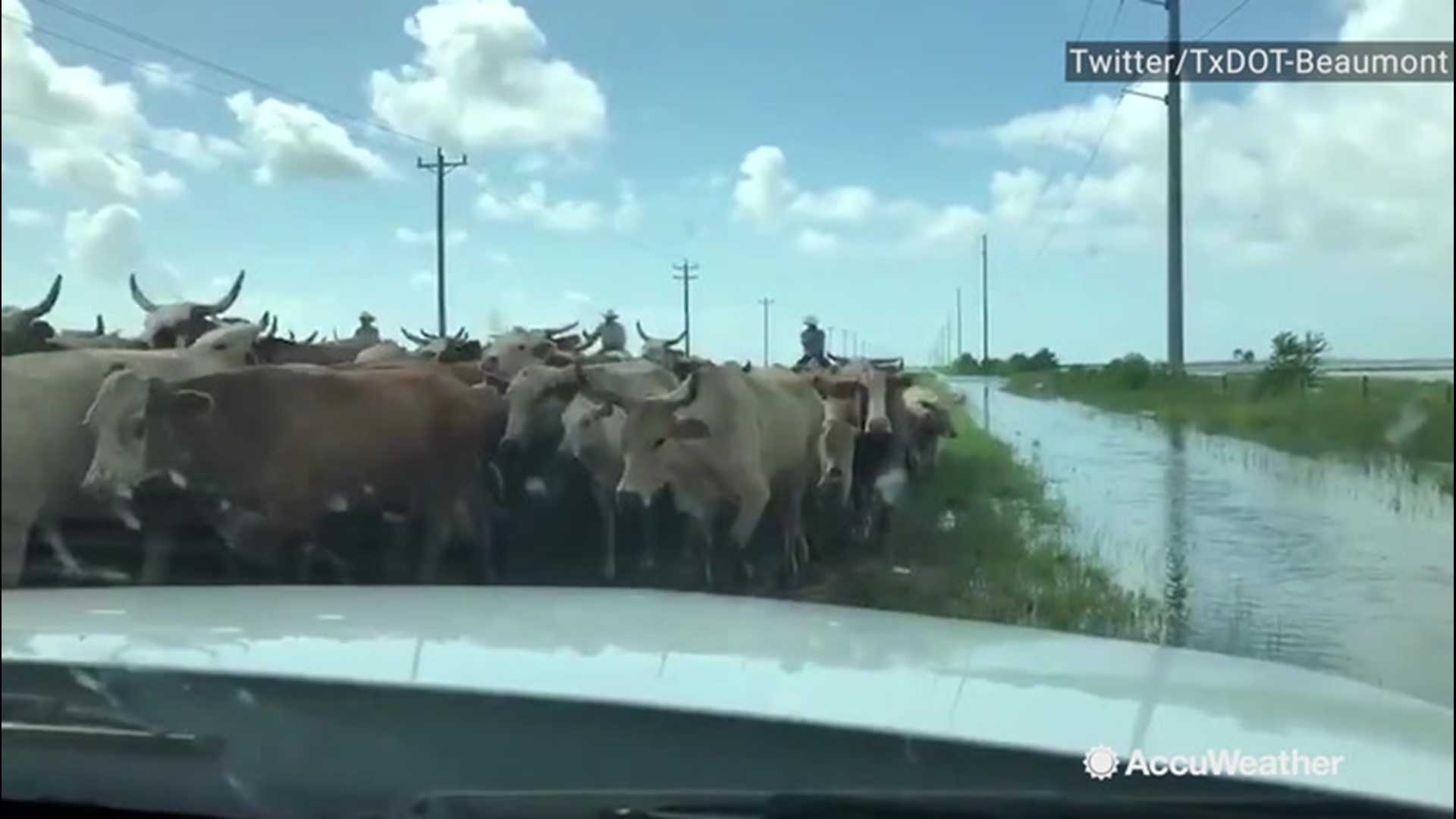 The Department of Transportation in Beaumont, Texas, has cautioned people on Sept. 23 that livestock have been searching for higher ground along roadways because of the devastating flooding that Imelda brought.