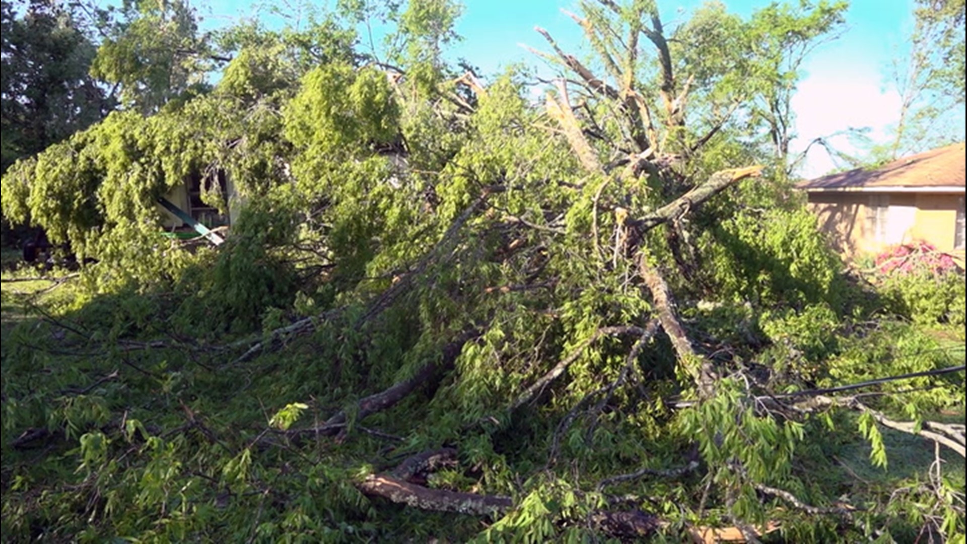 Experts say proper tree pruning can reduce the risk of property damage and injuries during spring severe weather season and the upcoming hurricane season.