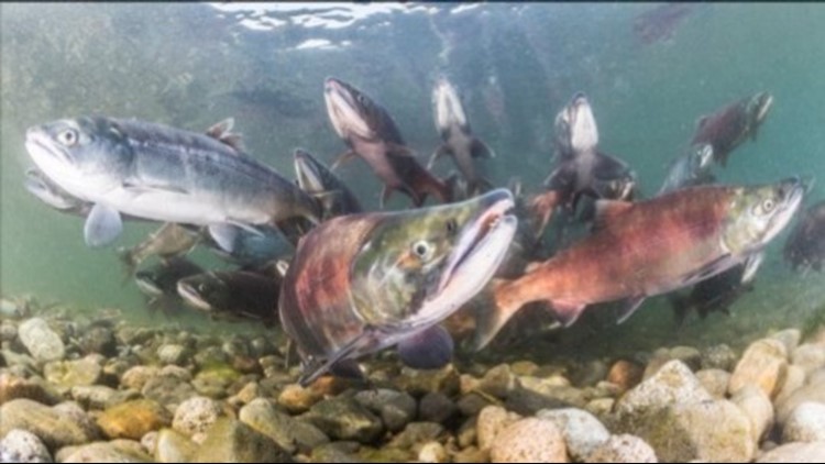 A 'Compass' Location in the Skin of Salmon Helps Them Migrate Earth's Magnetic Field