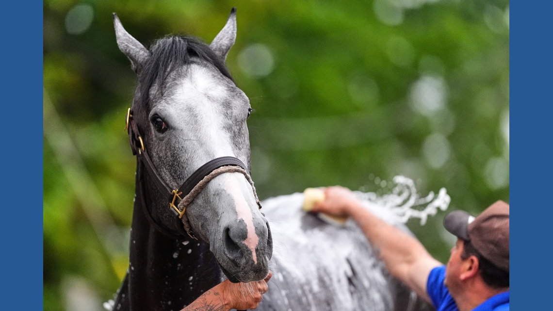 Great White is fine after throwing his jockey and getting scratched late from the Kentucky Derby