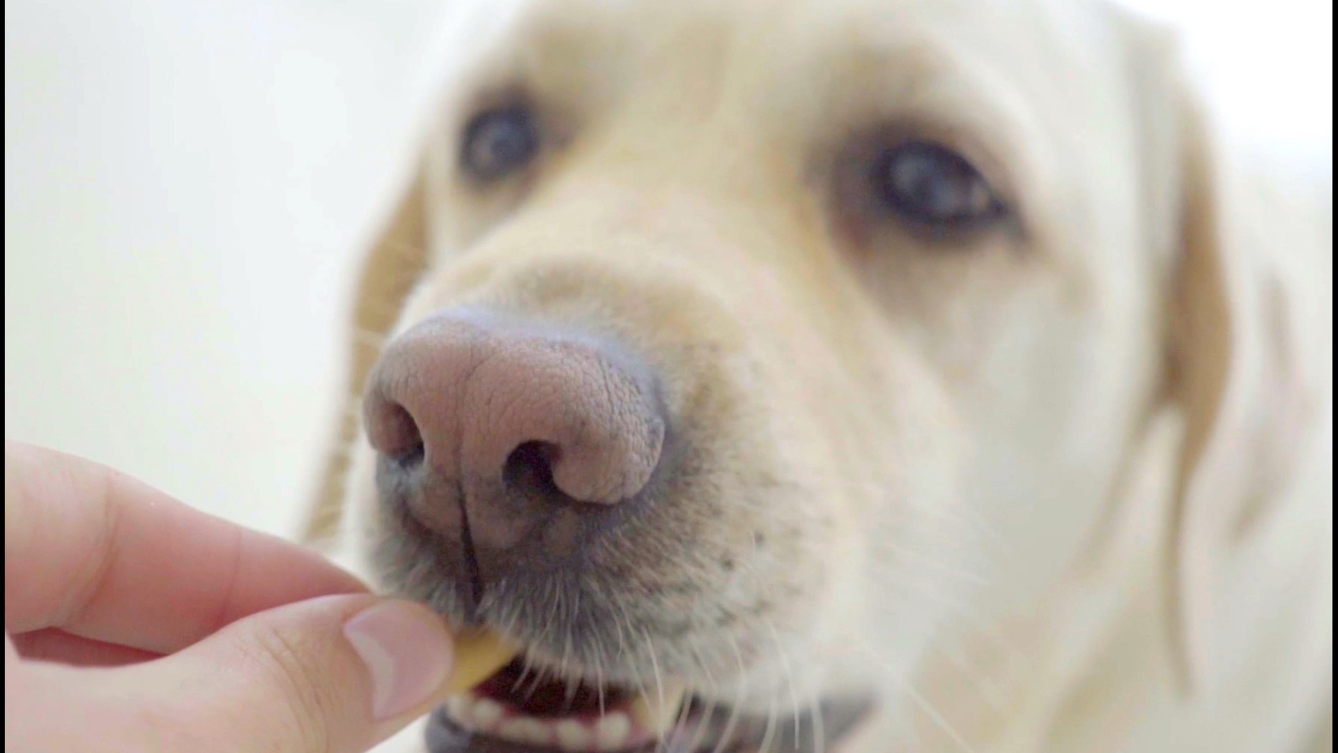 what restaurants allow dogs