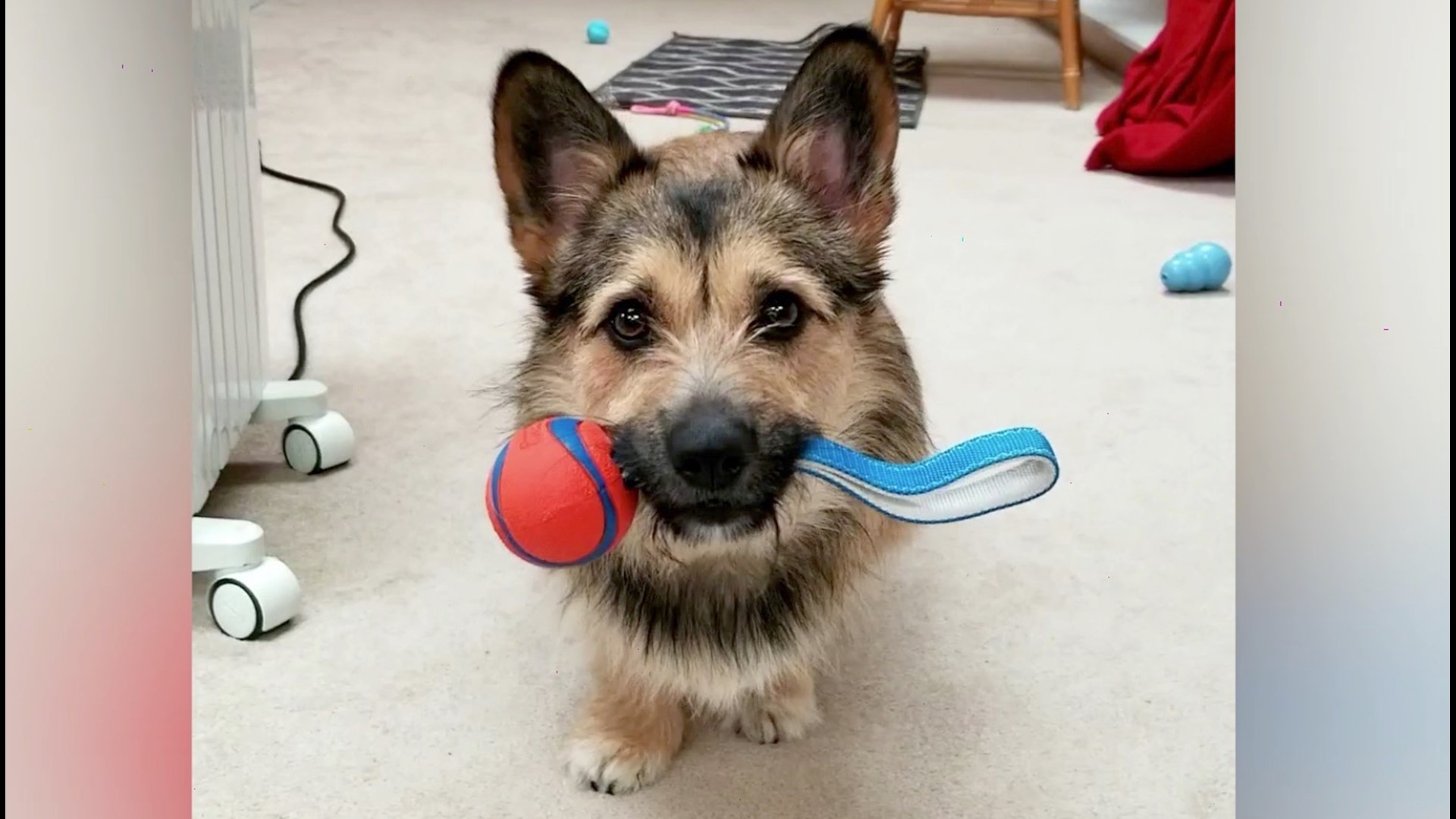 corgi stuffie