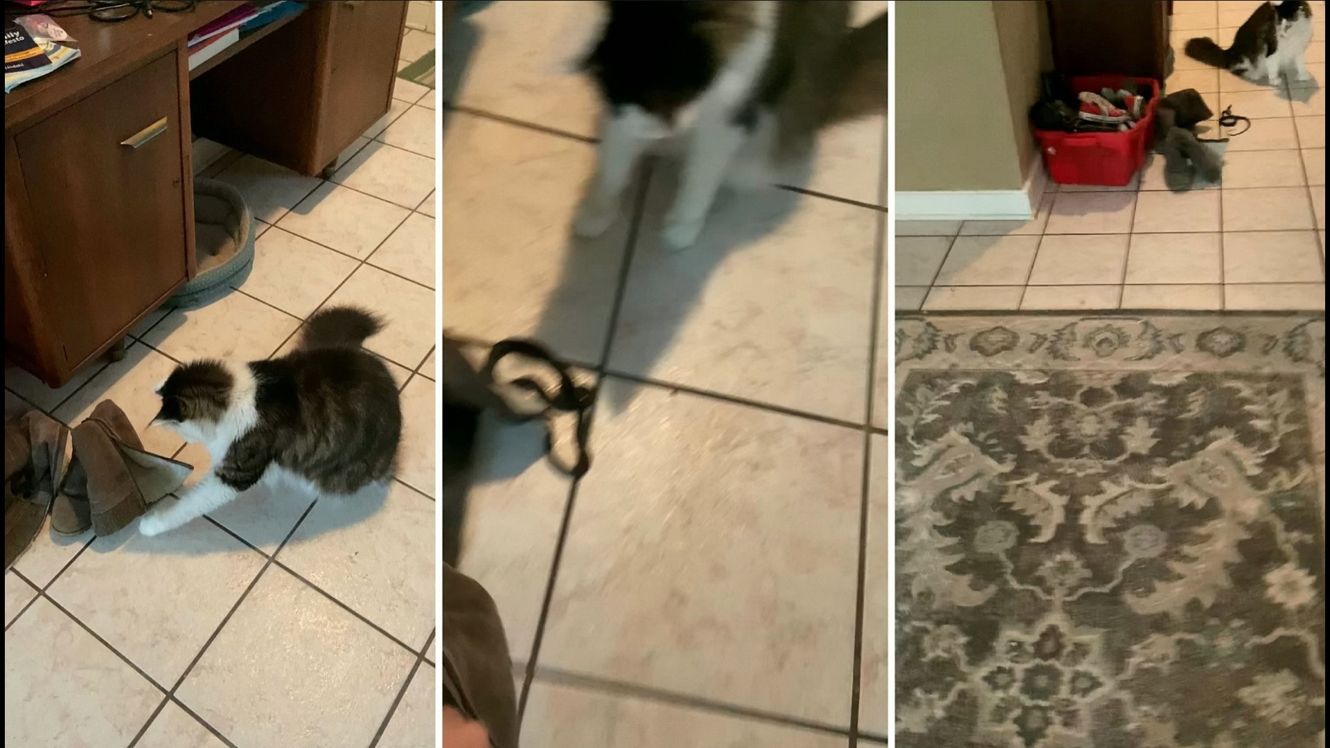 Snake Surprise! Funny Video Shows Owner Shocked When Finding Cat Playing  With Snake! 