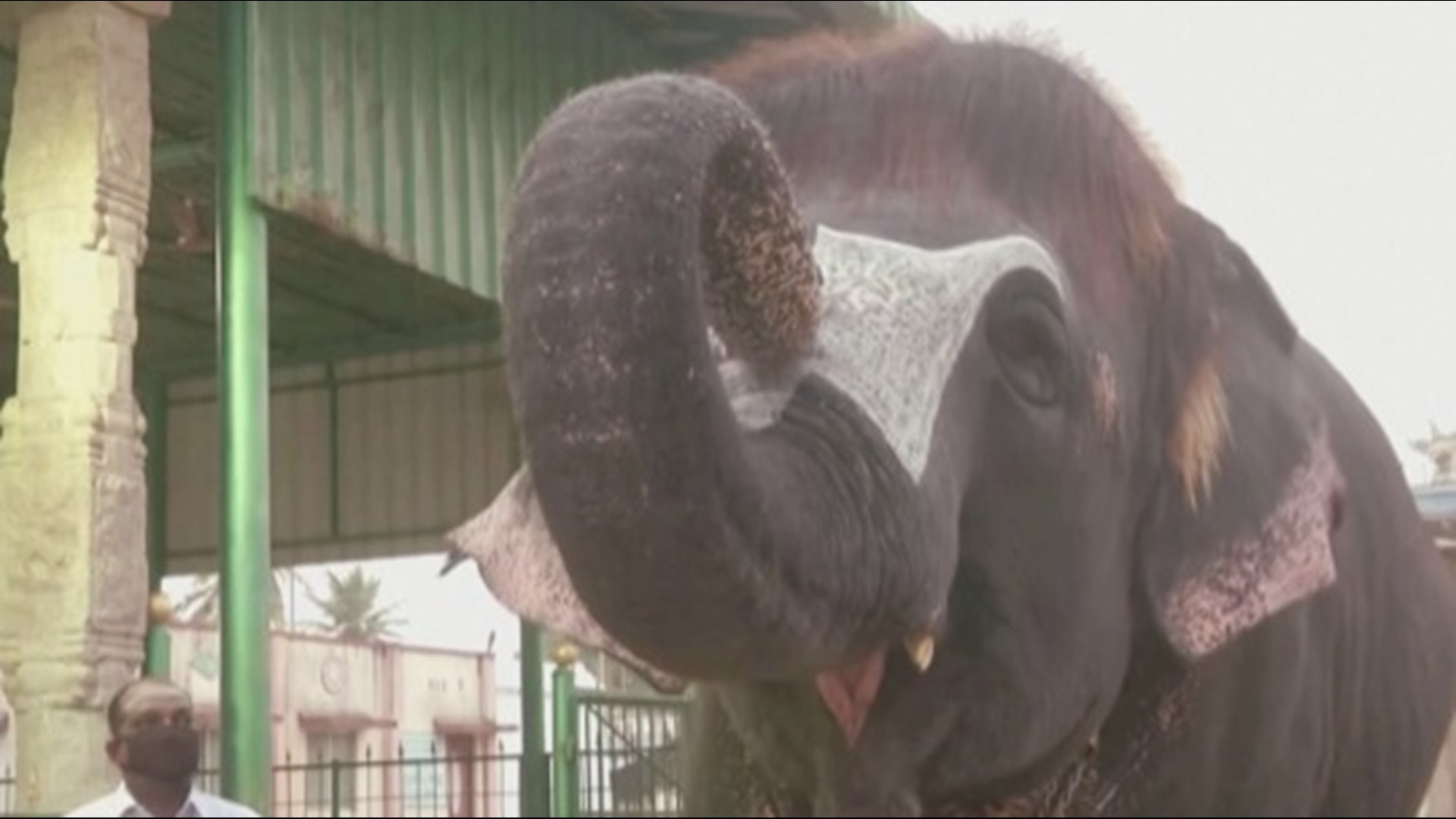 An elephant with an unusual hairstyle is certainly turning heads in India. Buzz60's Mercer Morrison has the story.