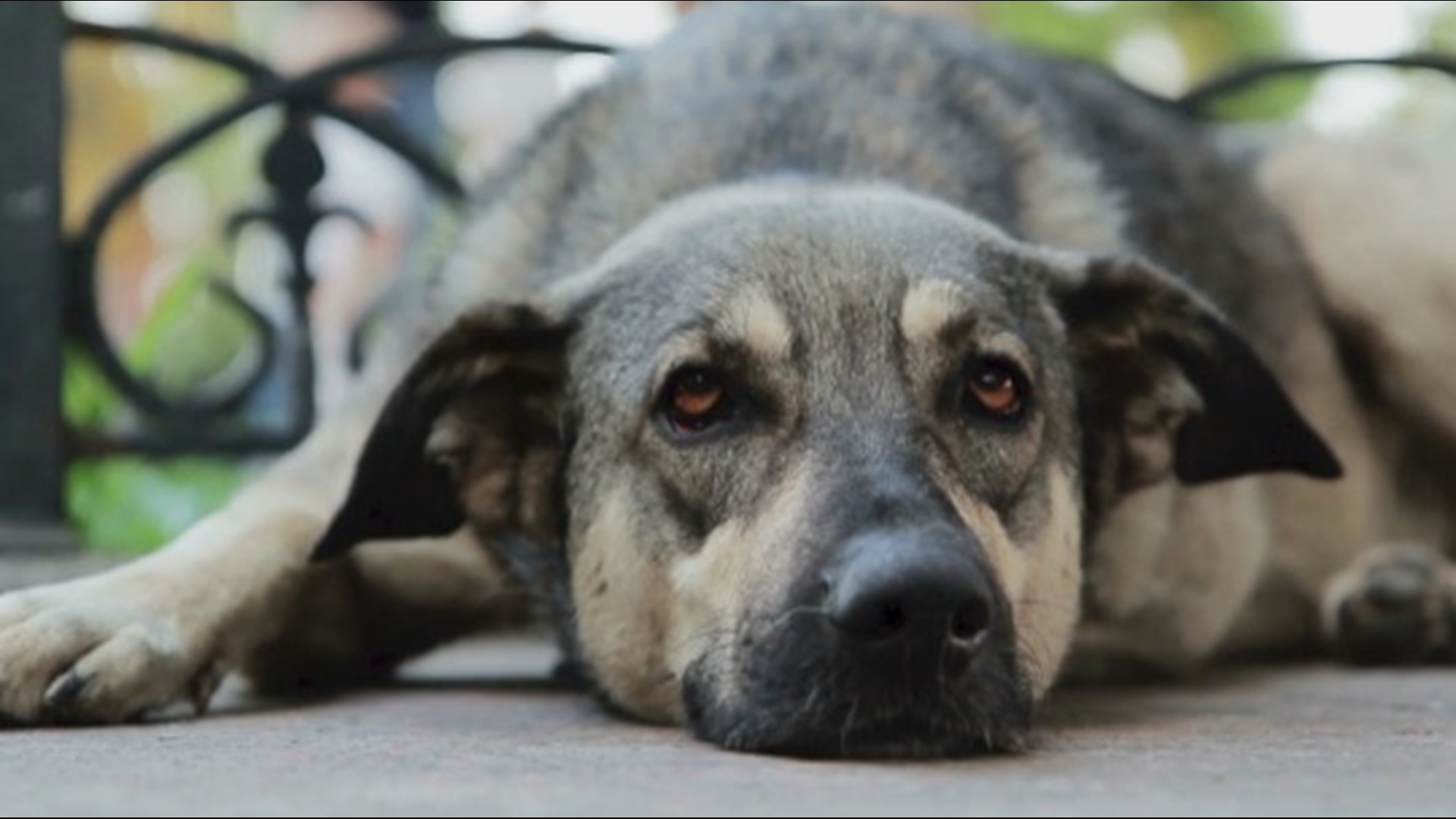 how often can dogs donate blood