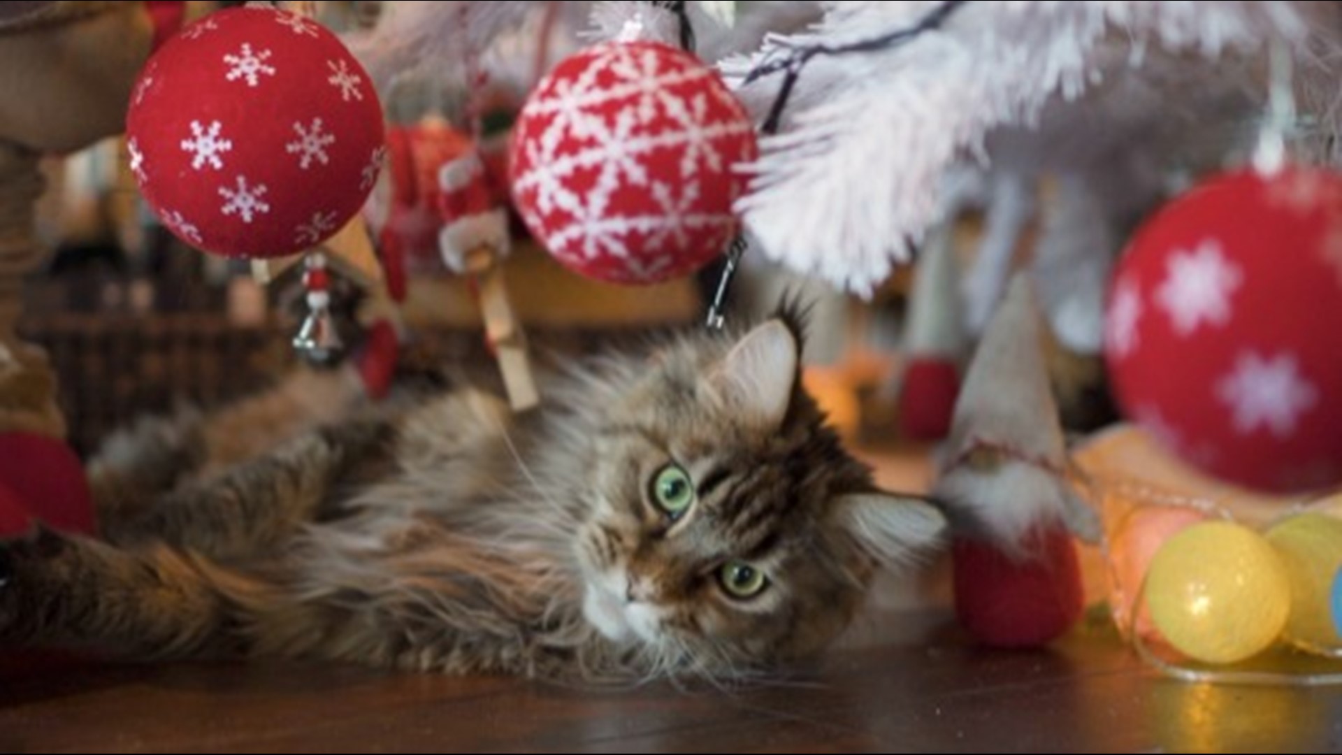 are real christmas trees bad for dogs