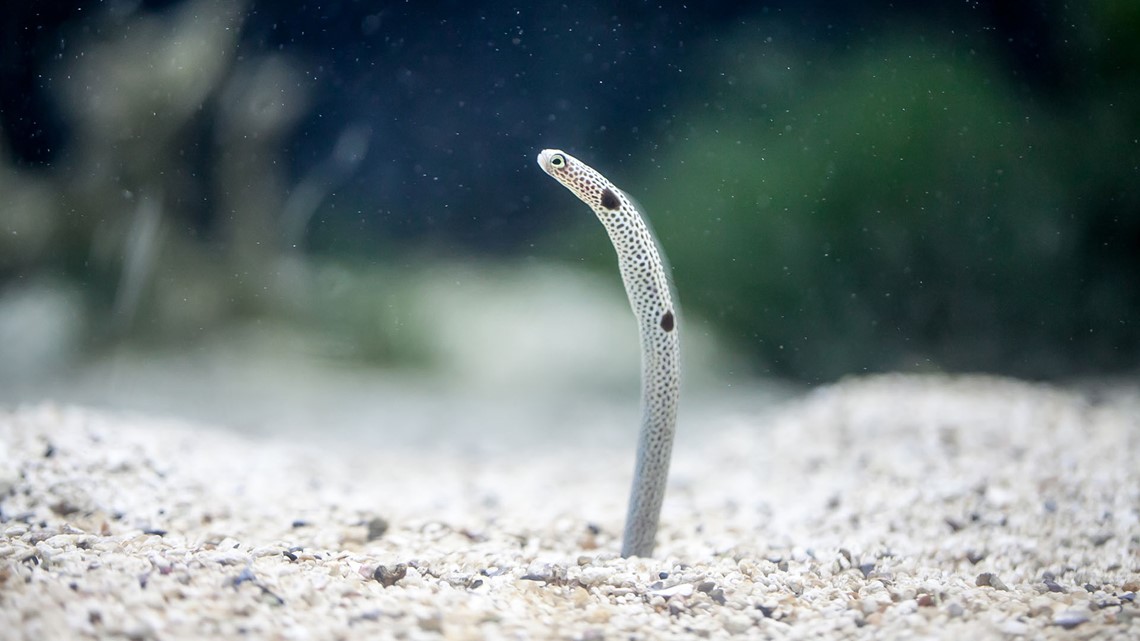 garden eel care