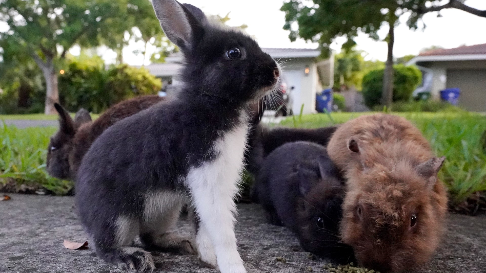 Between 60 and 100 lionhead rabbits have taken up residence in a suburban Fort Lauderdale community after a backyard breeder let hers loose.
