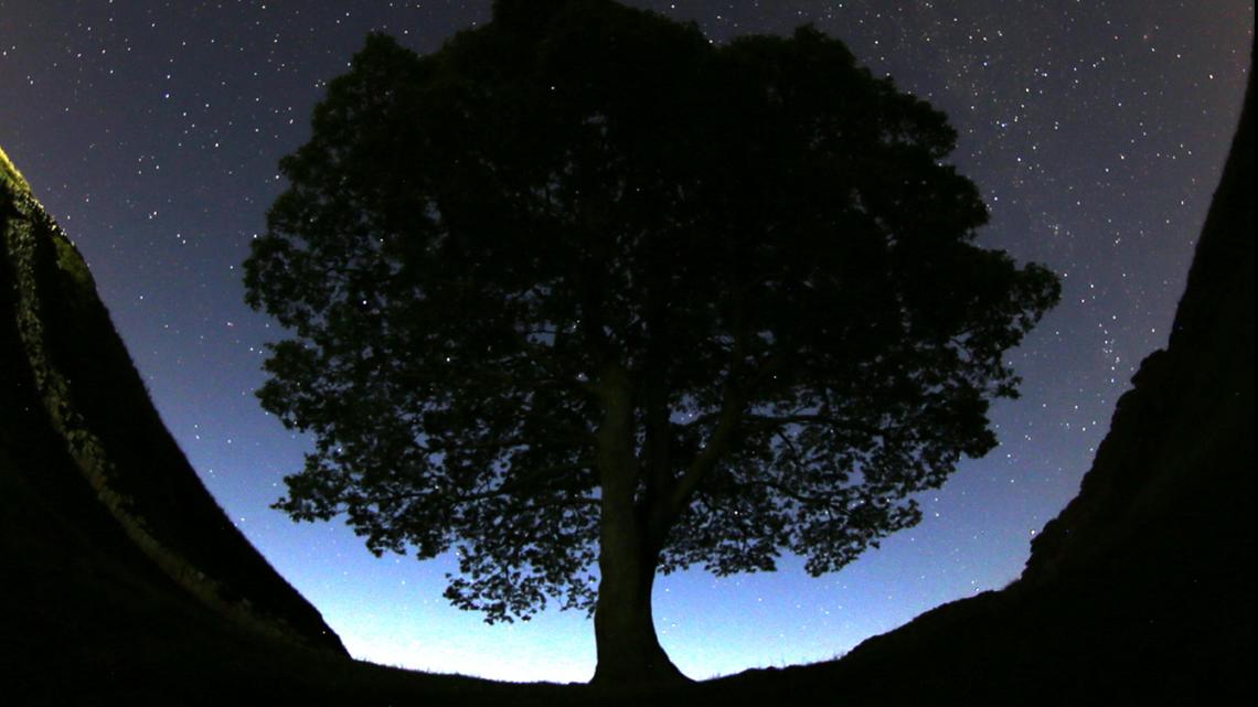 2 men charged for cutting down tree, damaging Hadrian's Wall - Vimarsana News