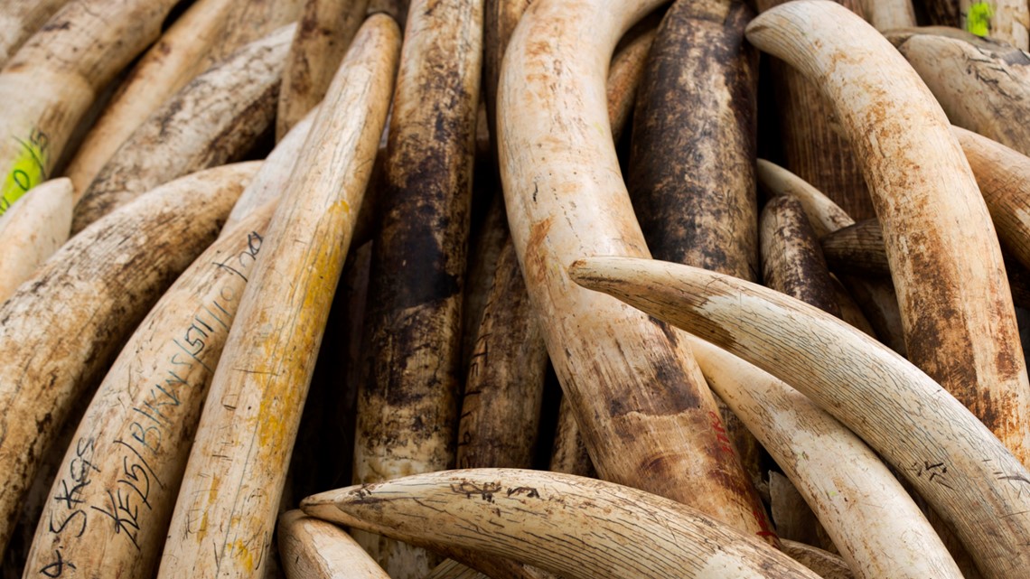 DNA analysis used to expose elephant poaching - Vimarsana News