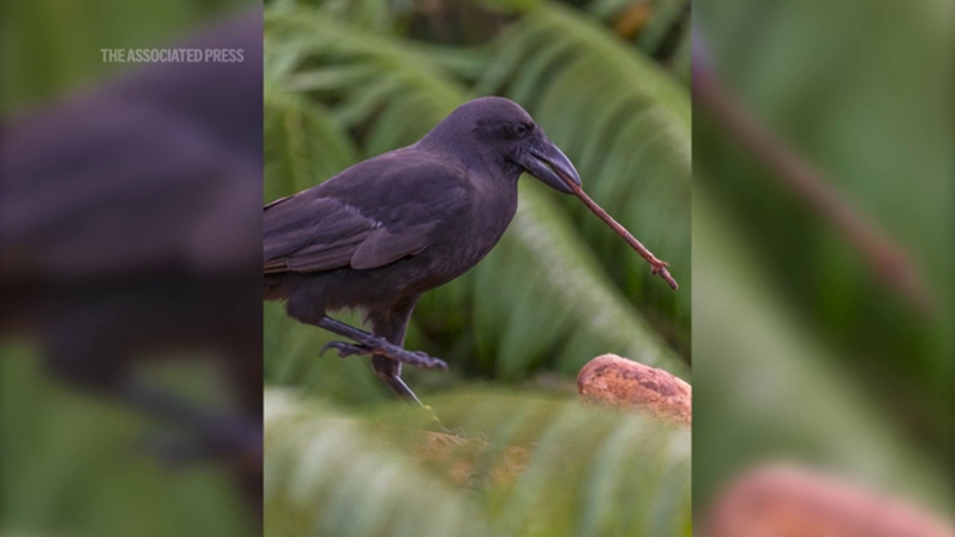 5 Hawaiian crows, a species extinct since the wild in 2002, released on Maui | whas11.com