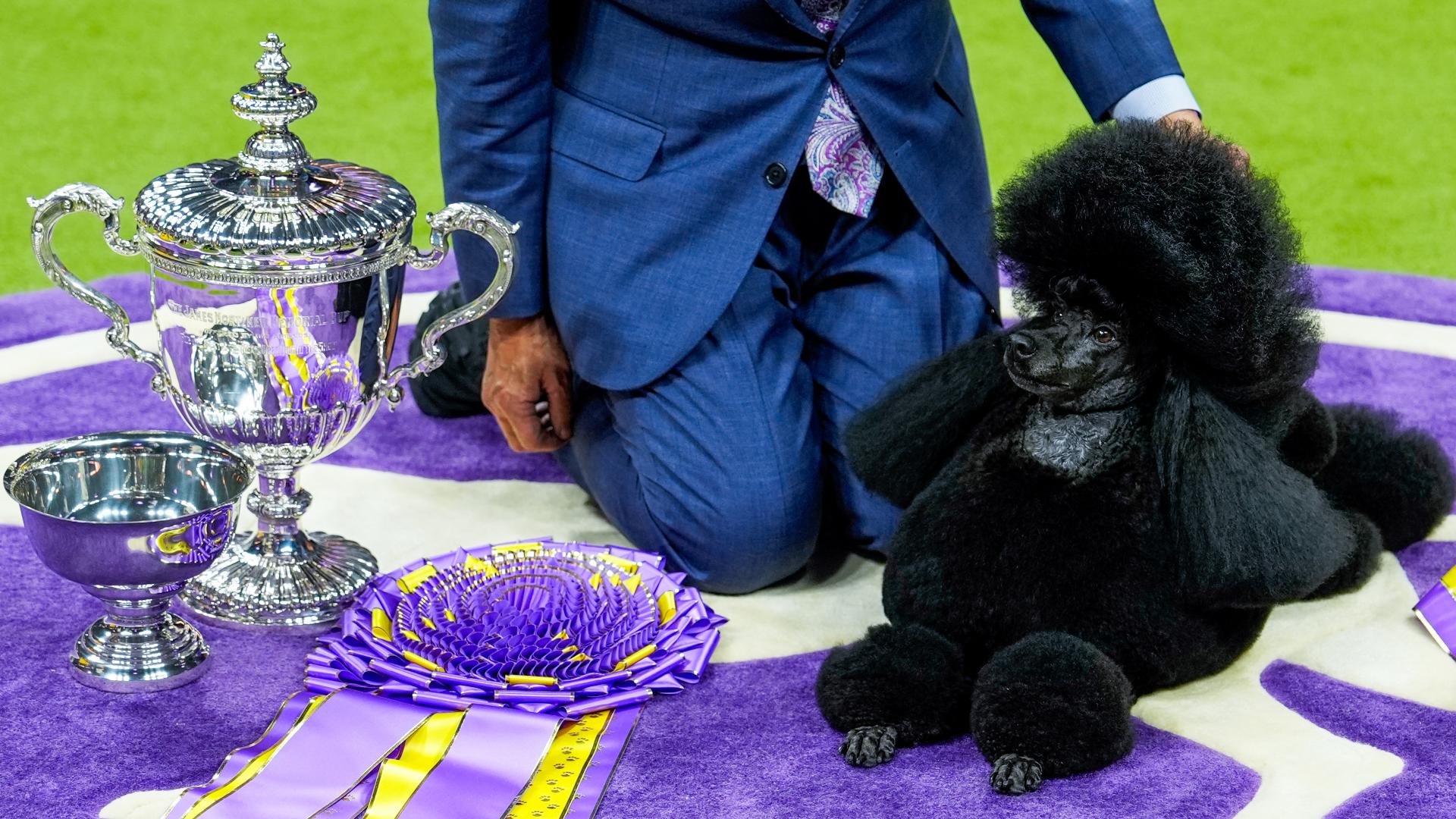 Miniature poodle wins 2024 Westminster Dog Show
