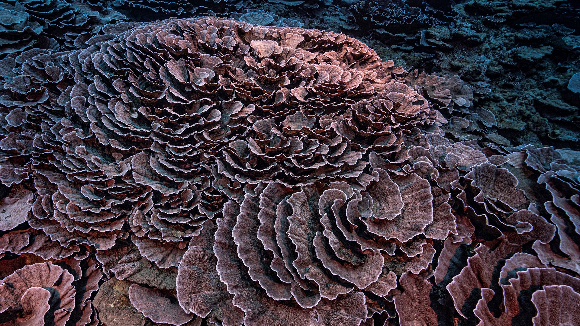 Scientists have explored a rare, pristine coral reef off the coast of Tahiti. The rose-shaped corals seem to be untouched by climate change or human activity.