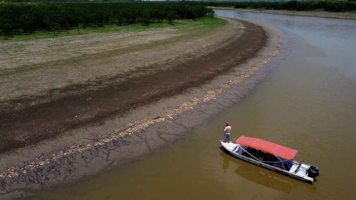 100+ dolphins die in Amazon as temperatures near 100 degrees - Vimarsana News