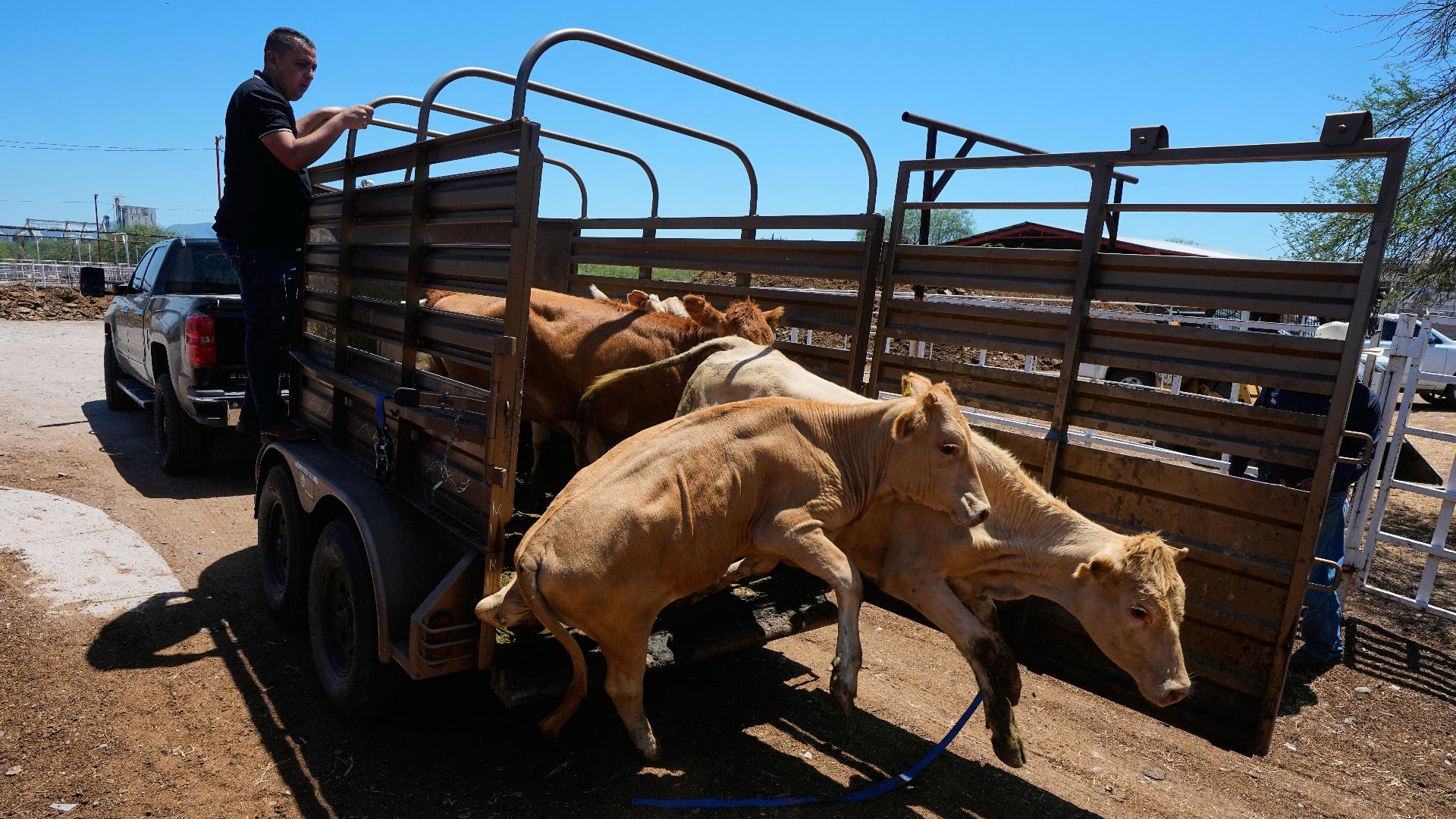Mexico resumes livestock sales to US under tight controls over ...