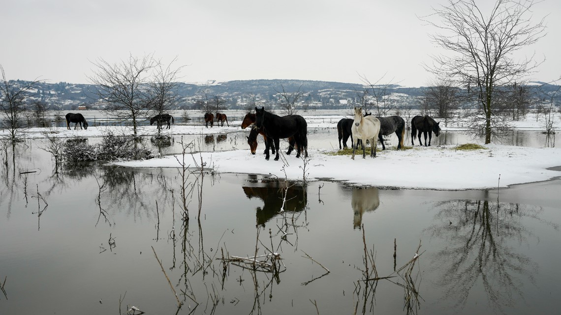 Serbian officials rescue farm animals stranded on river island - Vimarsana News