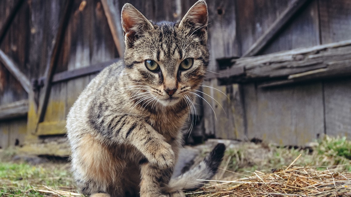 H5N1 outbreak Dozens of cats in Poland positive for bird flu