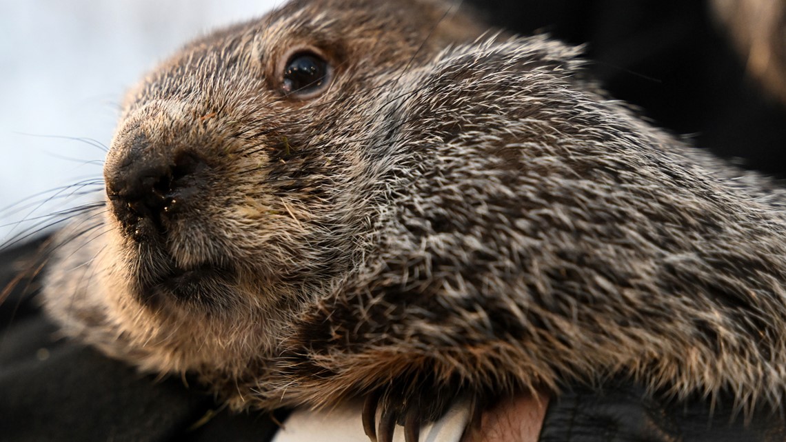 When is groundhog day? | whas11.com - Vimarsana News