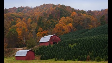 North Carolina Is For Christmas Tree Lovers Whas11 Com