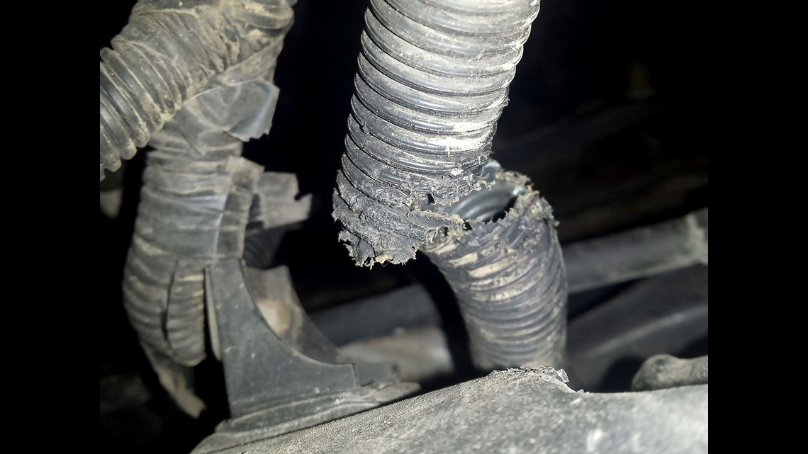 Rats can't resist the wiring in newer cars: Here's why | whas11.com