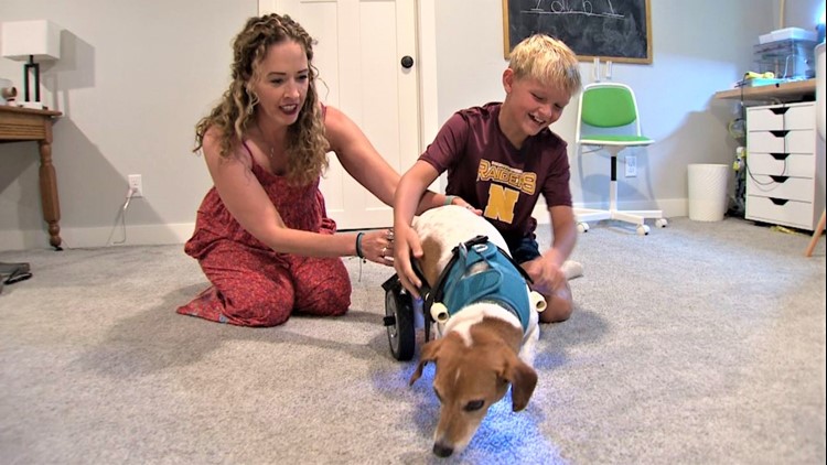 Fifth grader builds wheelchair for his teacher's dog. And not just any fifth grader