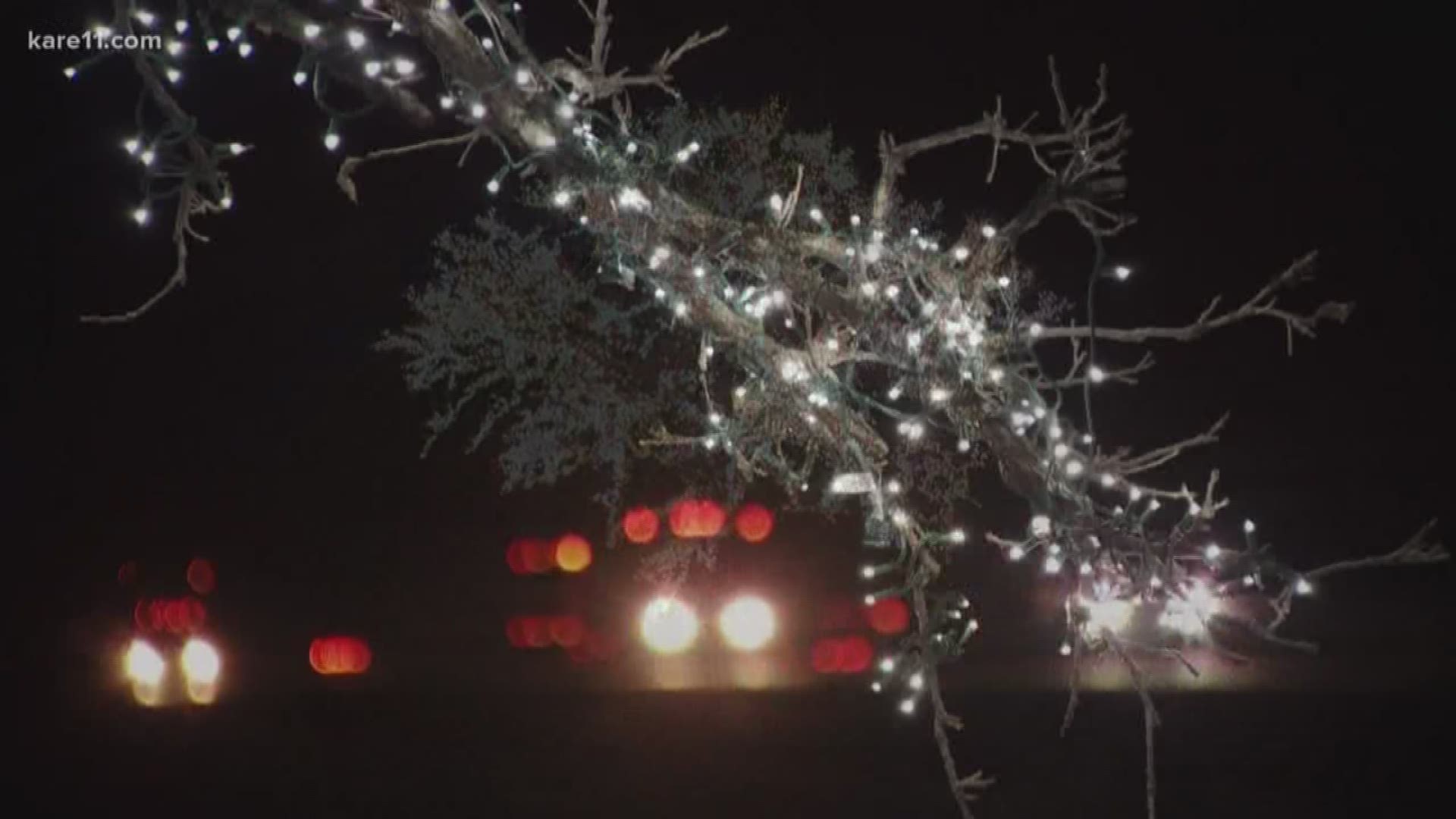It's hard to miss a 40-foot oak tree adorned with 45,000 white lights.