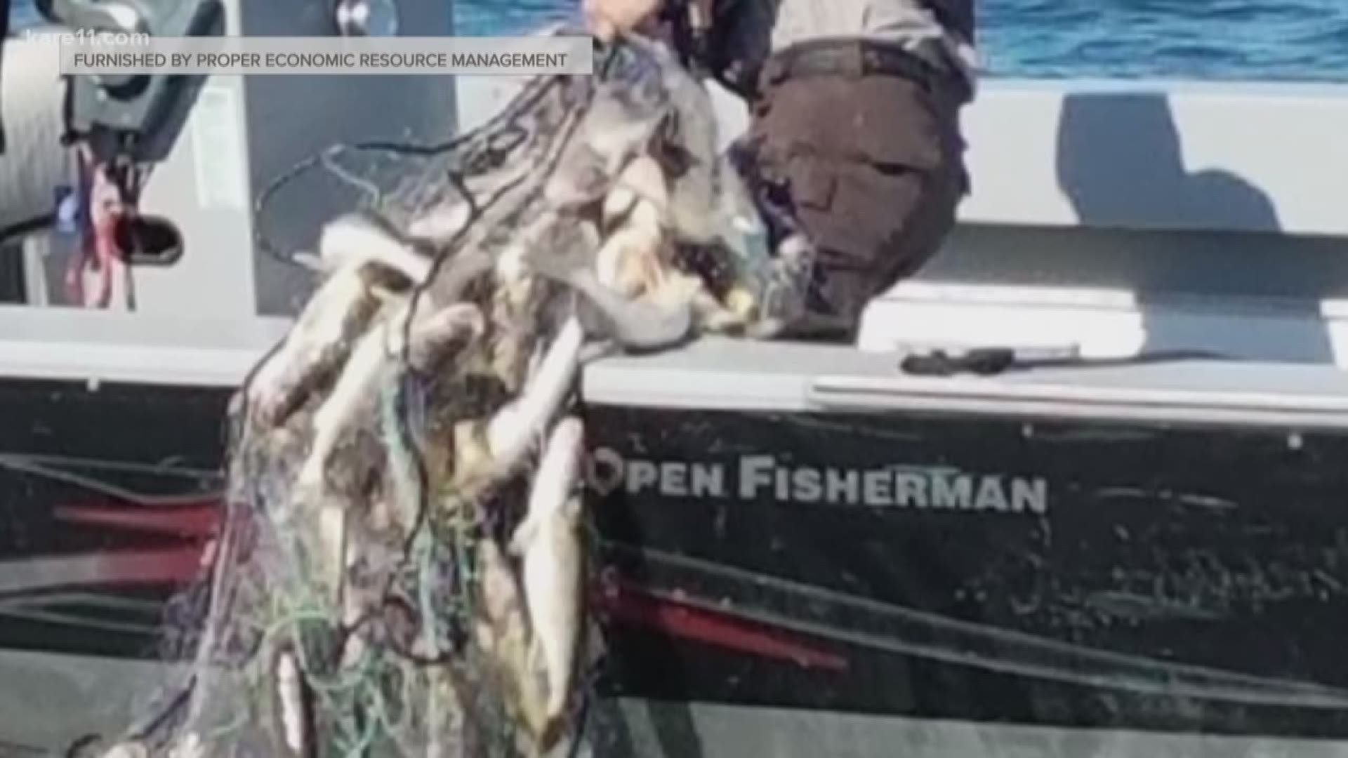 Mille Lacs walleye netting: Abandoned tribal gillnet had 112 pounds