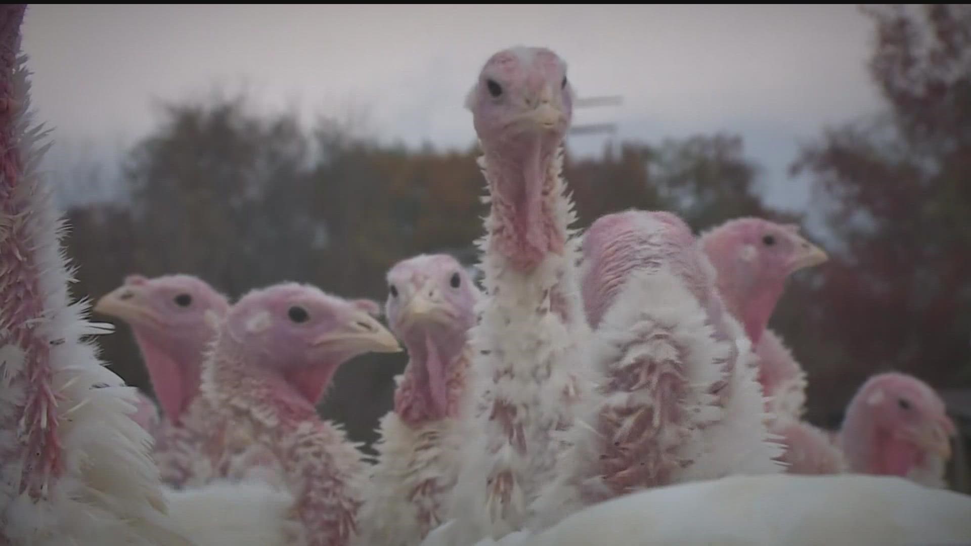 At least five sites in Minnesota have been impacted by the Highly Pathogenic Avian Influenza.
