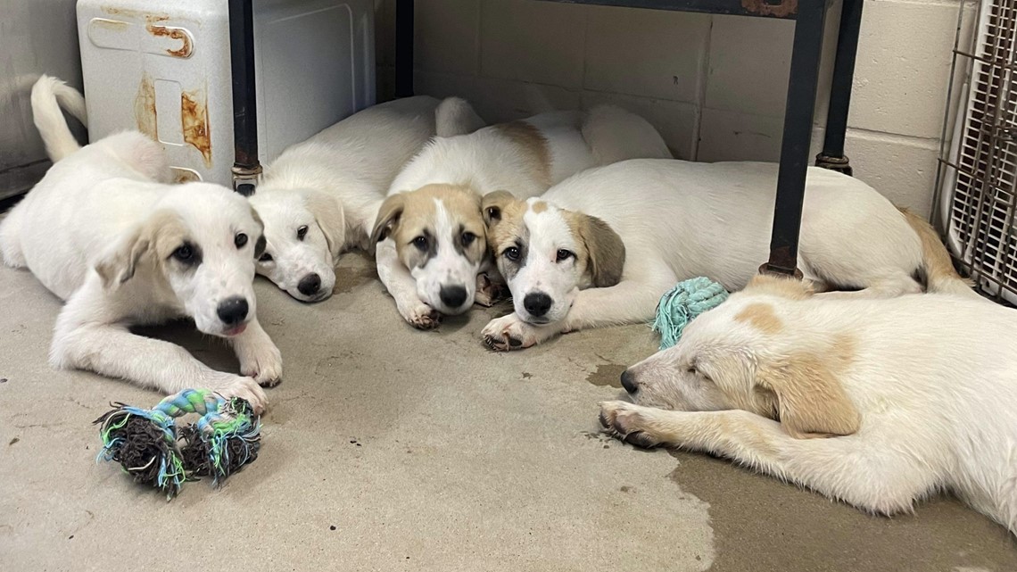 Texas News | Six Waco puppies healthy after roadside rescue - Vimarsana News