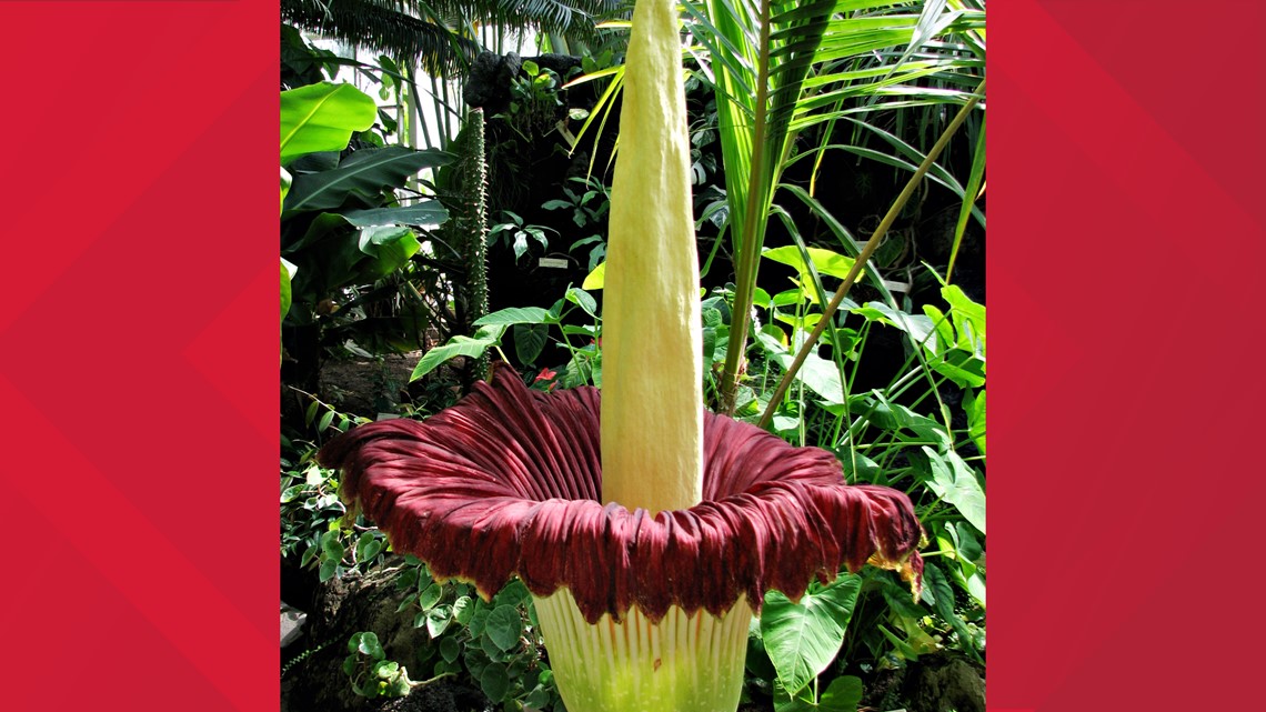 Flower known for smelling like rotting flesh blooming at San Antonio Zoo - Vimarsana News