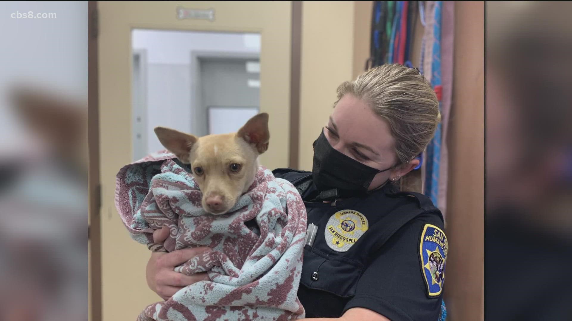 Chihuahua on run coaxed with Cheetos by San Diego Humane Society ...