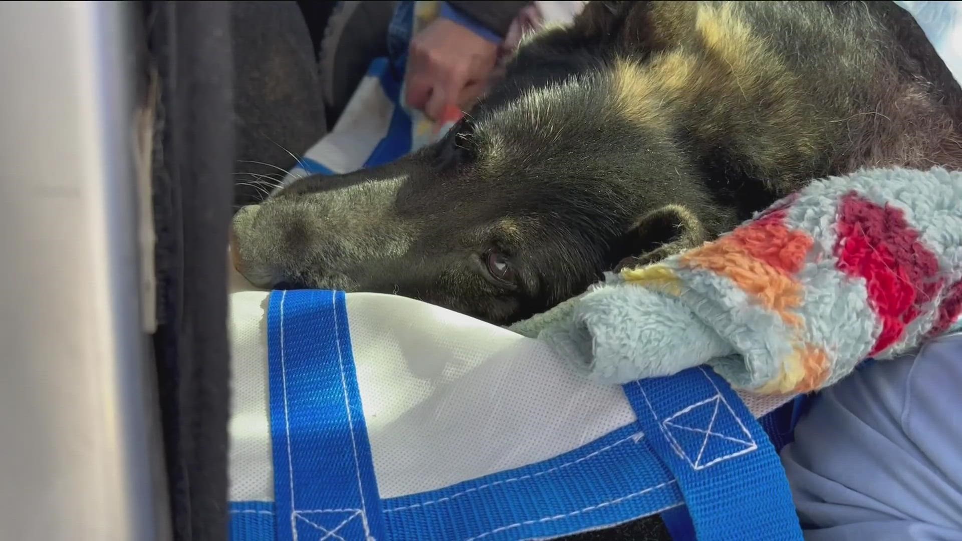 Fire crews successfully rescued Indy, a German Shepherd that fell down a 60 foot hole on Wednesday.
