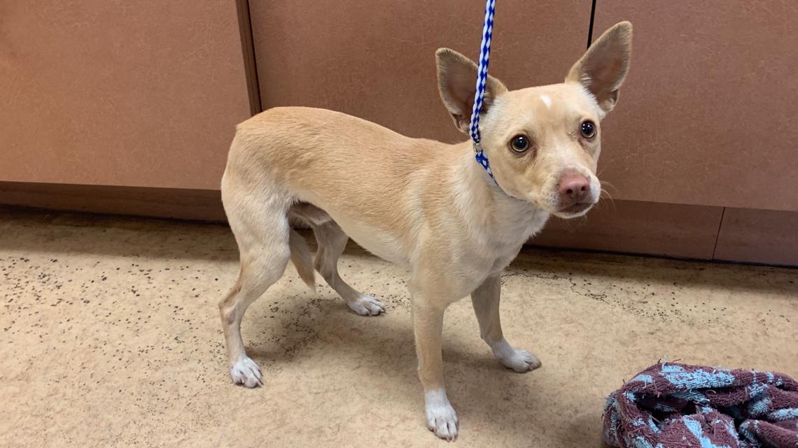 Chihuahua on run coaxed with Cheetos by San Diego Humane Society - Vimarsana News