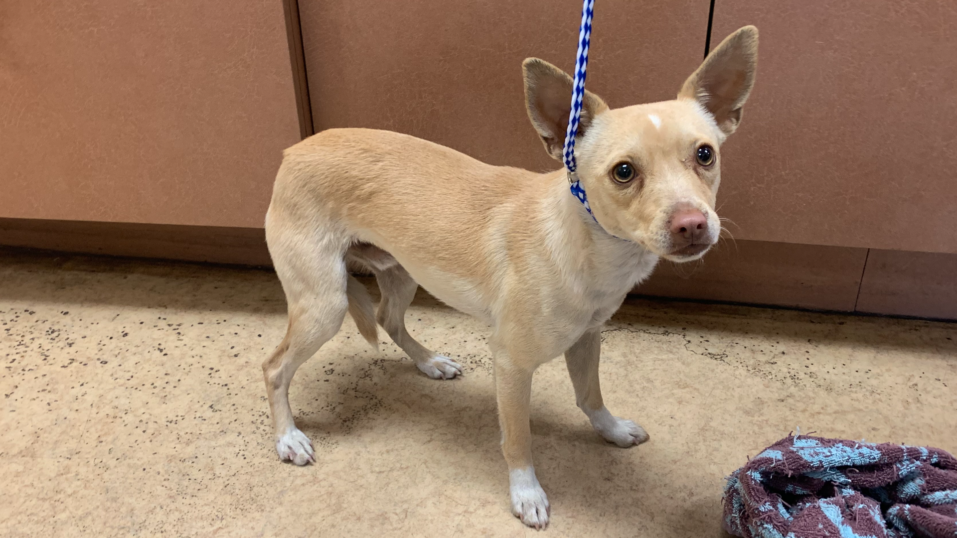 Chihuahua on run coaxed with Cheetos by San Diego Humane Society ...