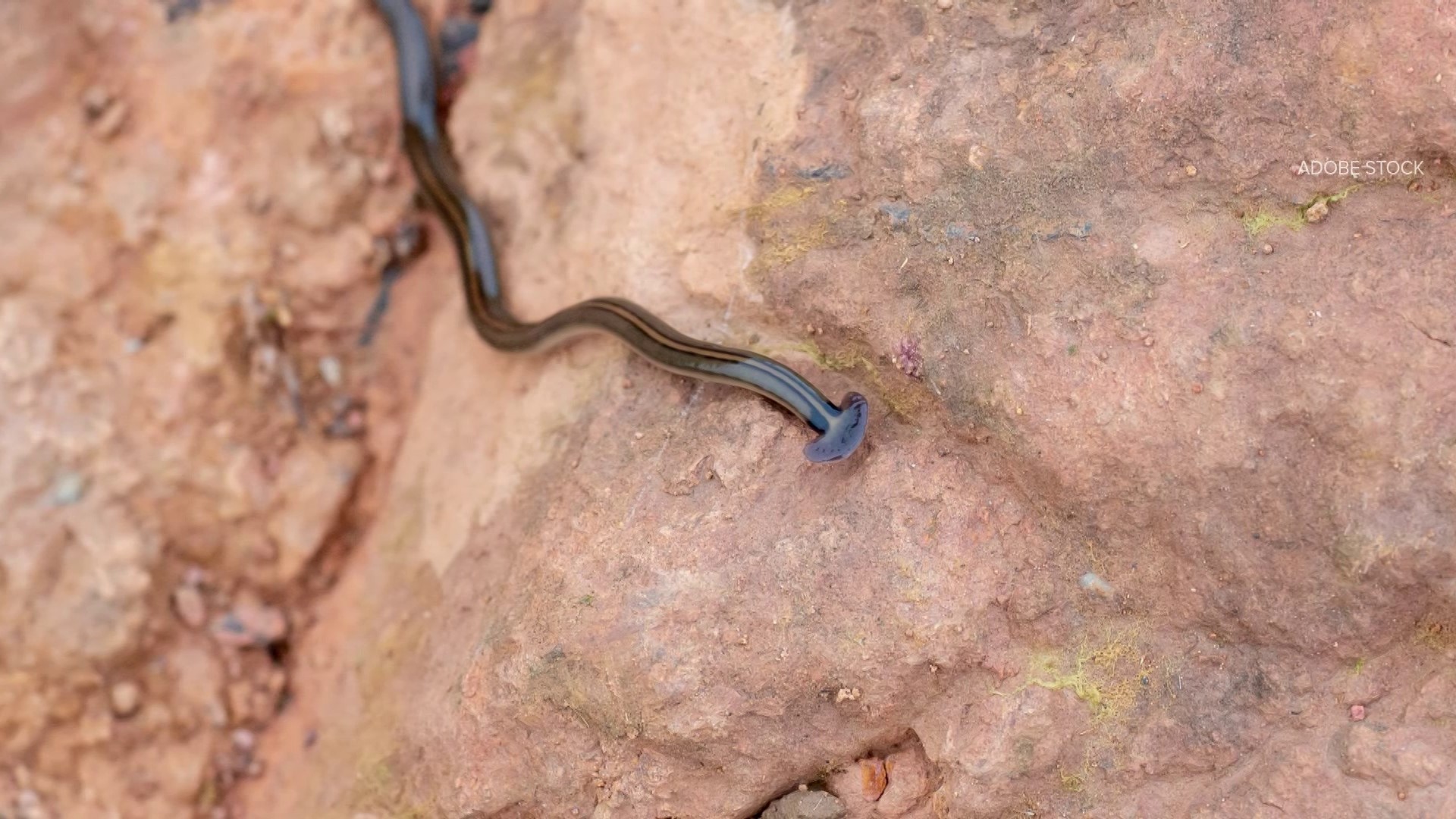 The invasive species of flatworms prey on earthworms causing problems for yards, gardens and ecosystems.