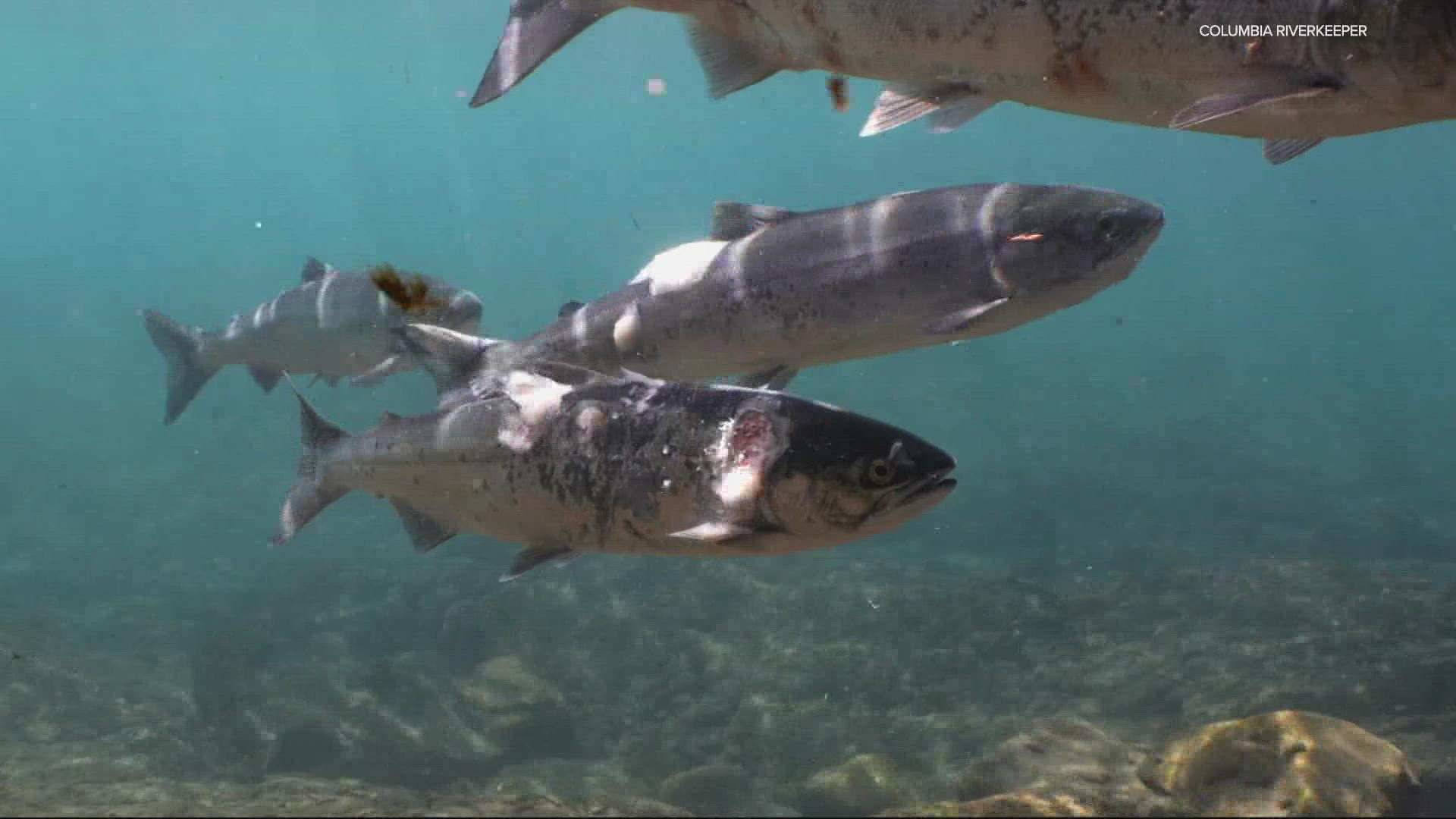Salmon are suffering due to water temperatures that are too warm for them. Experts say if nothing is done it could spell extinction.