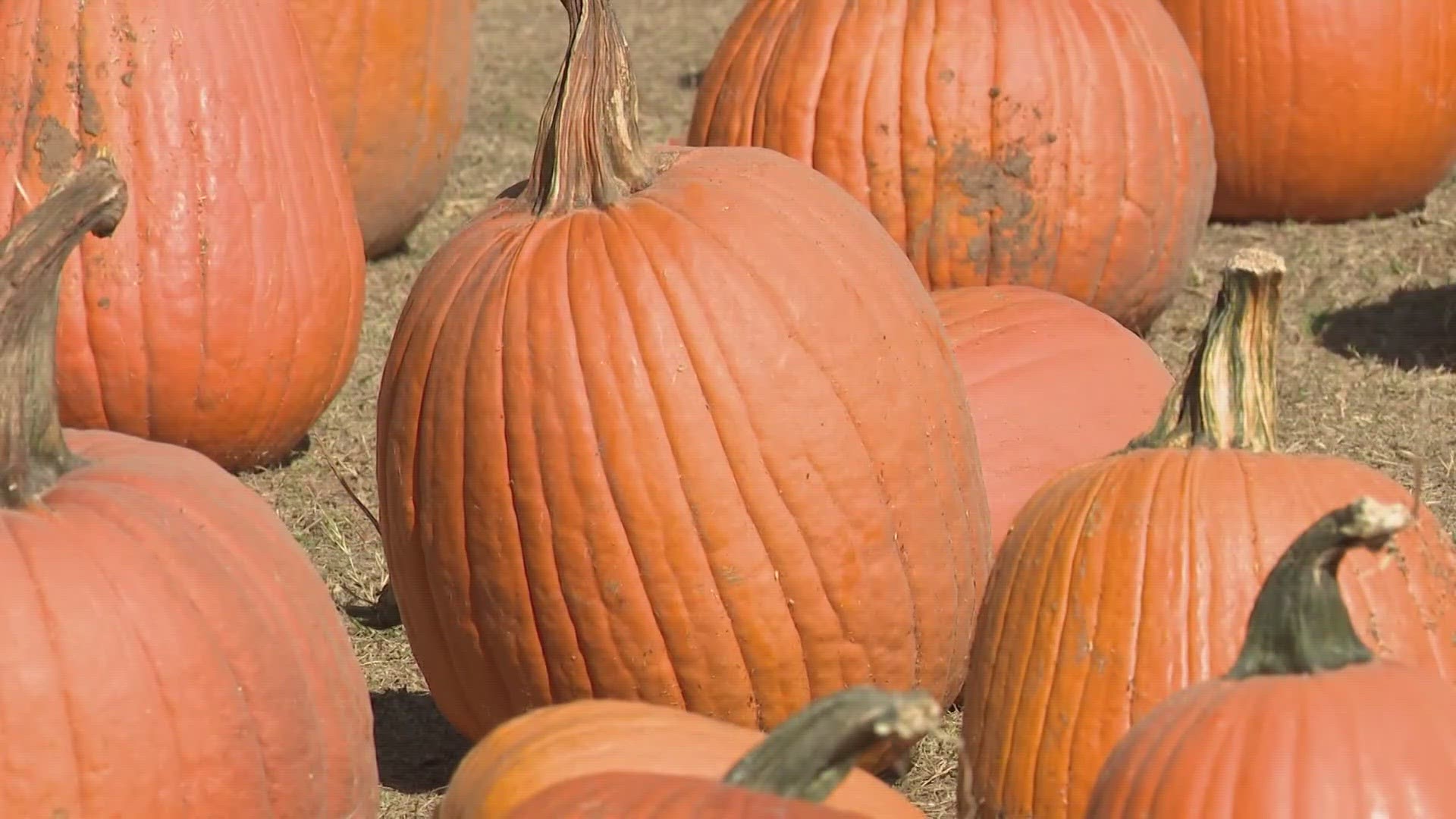 severe-weather-takes-a-toll-on-pumpkin-crops-whas11