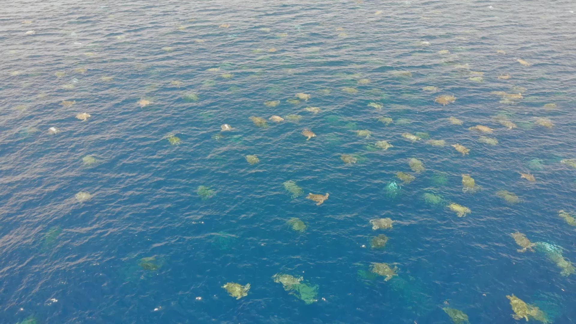 Researchers at Raine Island, the world’s largest green turtle rookery, used a drone to conduct turtle population surveys, with stunning results and accuracy.