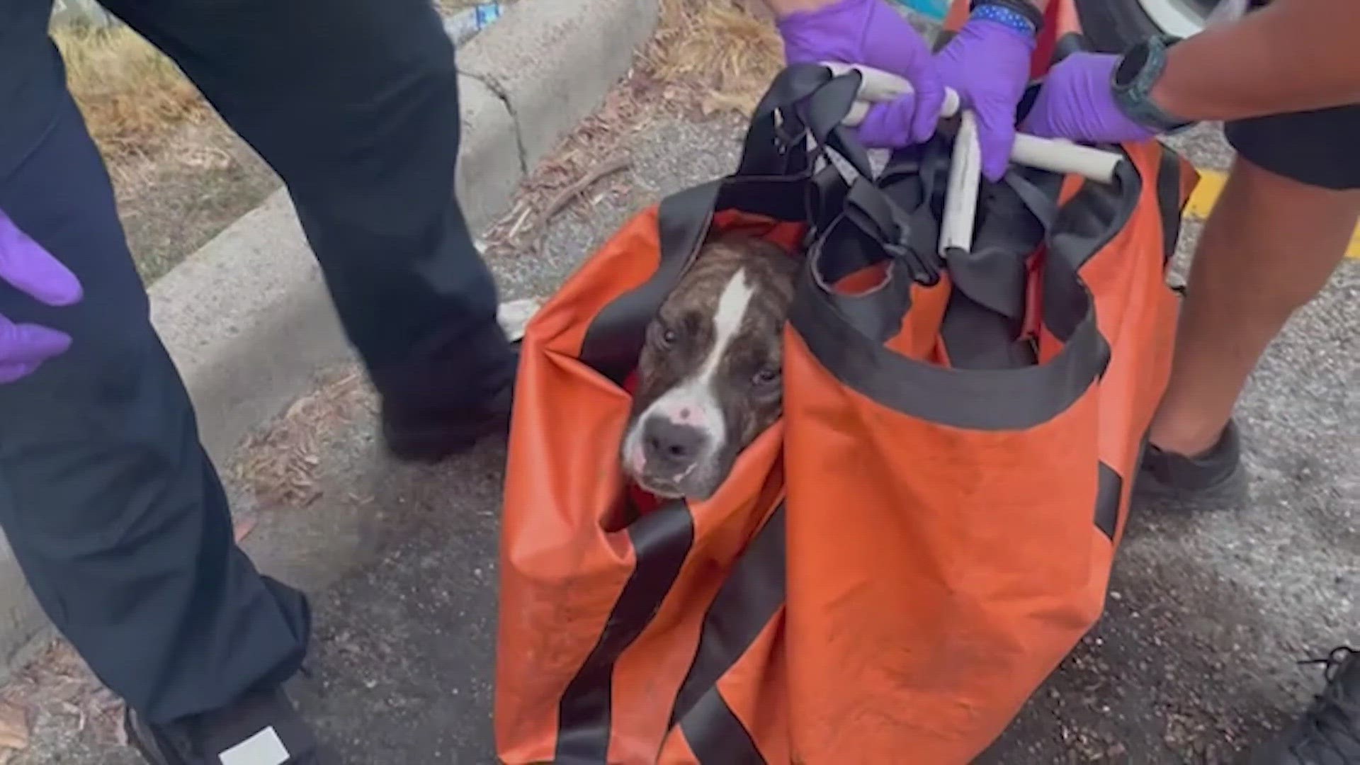 The dog was rescued and is now under veterinary care at the Houston SPCA.