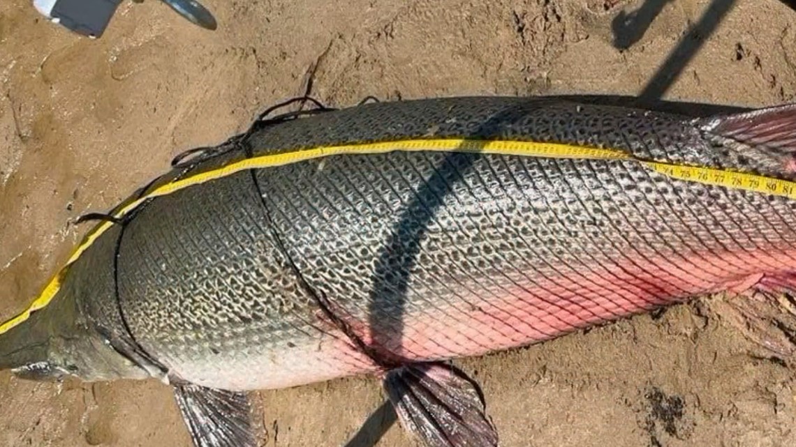 East Texas angler catches biggest freshwater fish ever caught - Vimarsana News