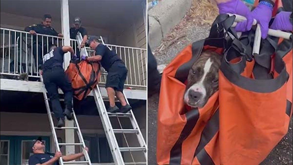 Dog rescued from heat in Houston area - Vimarsana News