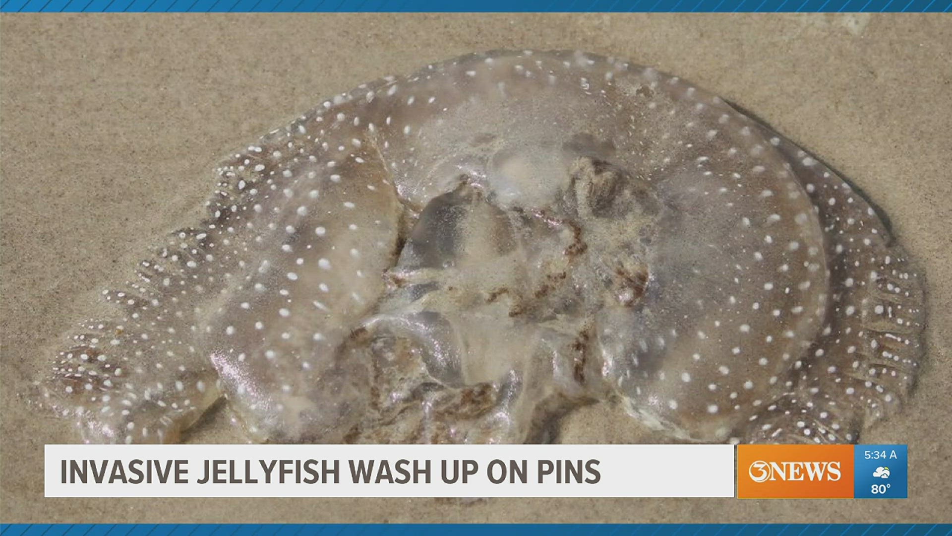 The Australian Spotted Jellyfish is native to the western Pacific Ocean and can really mess with the food web in the Gulf of Mexico, experts said.