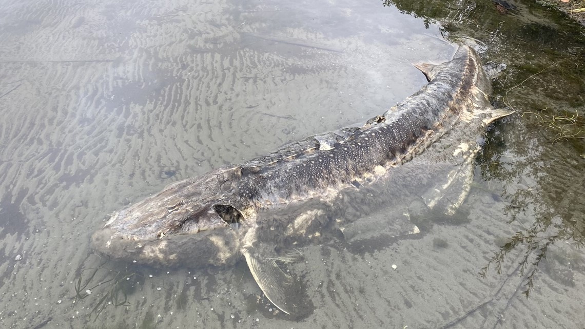 Giant white sturgeon found along Lake Washington shore - Vimarsana News