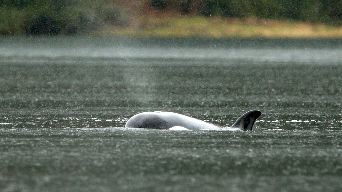 Orca calf stranded in Canadian lagoon for more than a month swims out - Vimarsana News