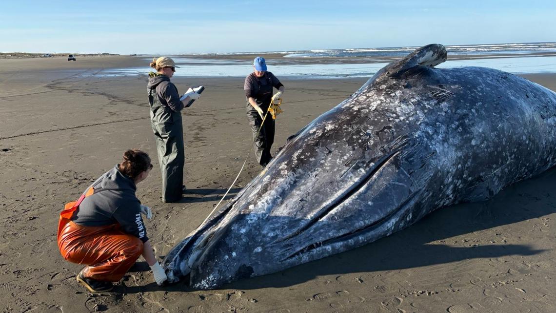 Seven dead gray whales signal trouble in Washington state waters