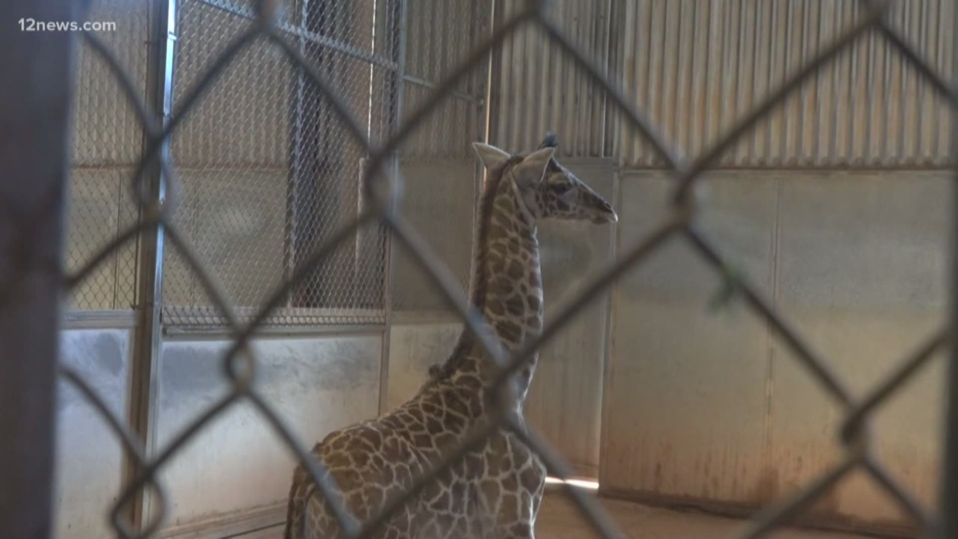 You can vote on the name of the new 8-week-old giraffe calf at the Phoenix Zoo, the second giraffe born this year.