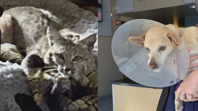 'He was pretty torn up': Bobcat seen cuddling up in Arizona home nearly kills owner's dog