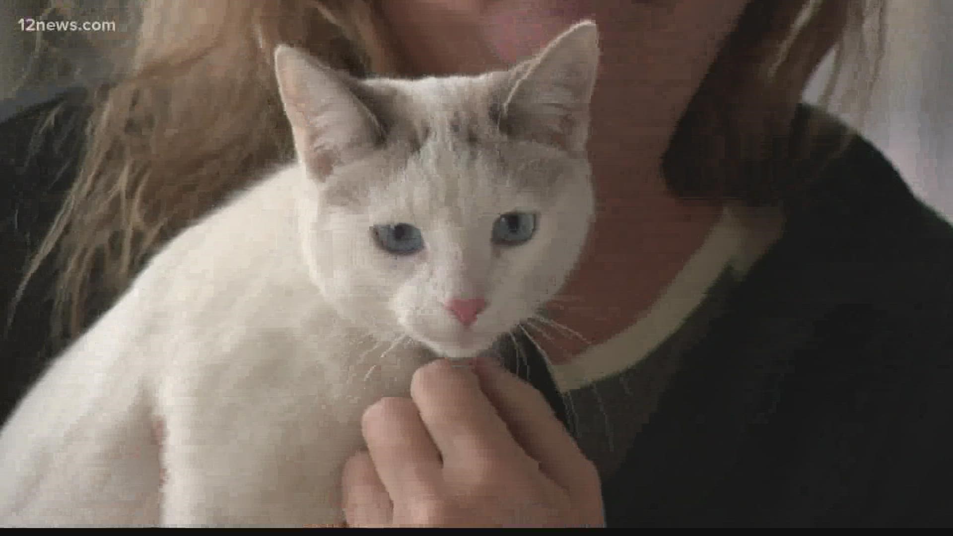 Meet Hitch the kitten. The little feline was named by the woman who found her underneath her car when she got to work on Wednesday.