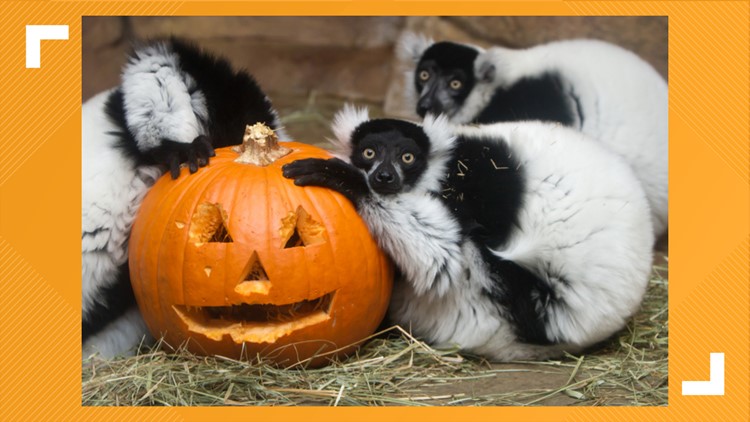 Saint Louis Zoo: Boo at the Zoo canceled Wednesday | 0