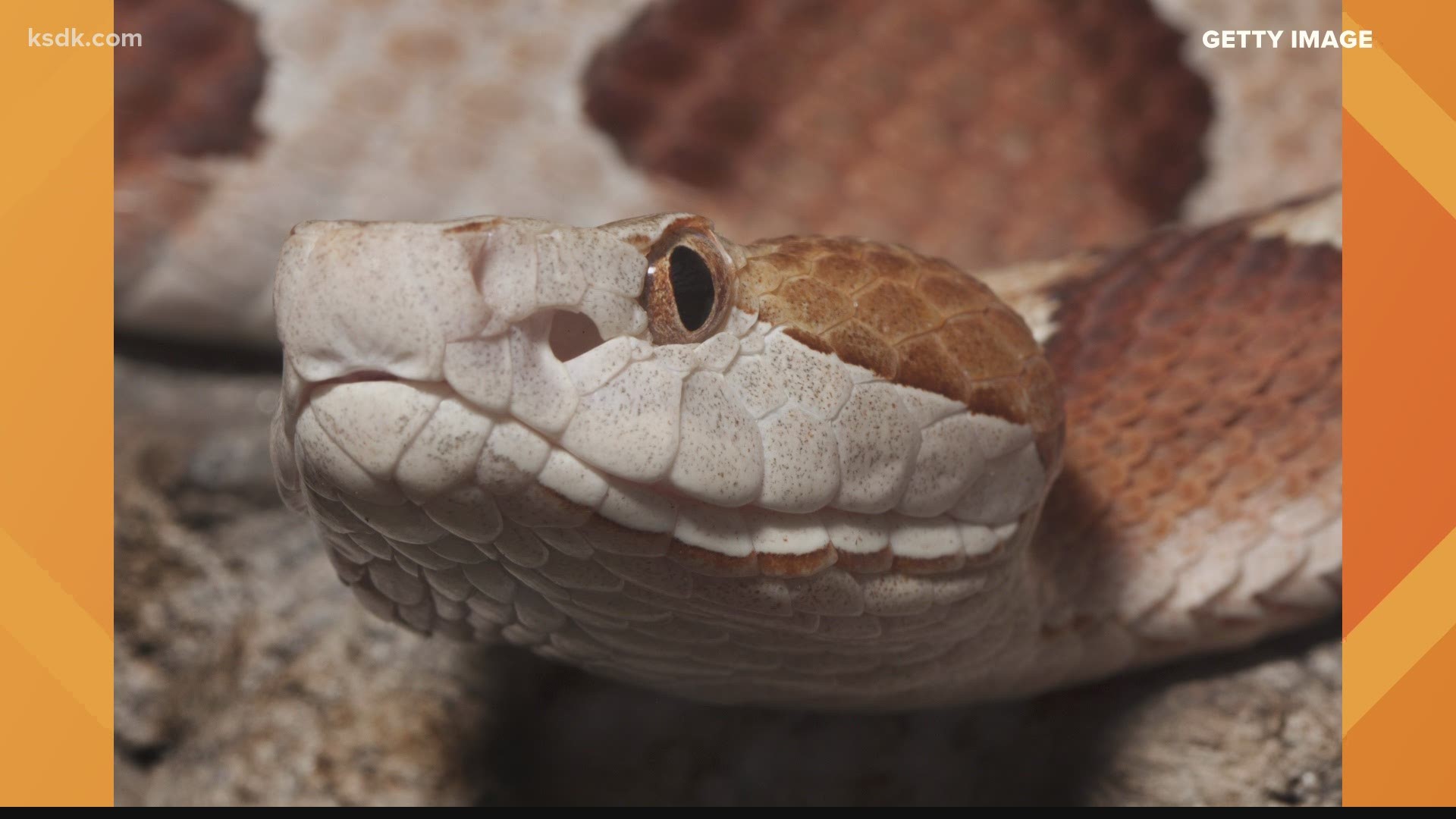 Baby Copperheads Are Being Born In Missouri Whas11 Com